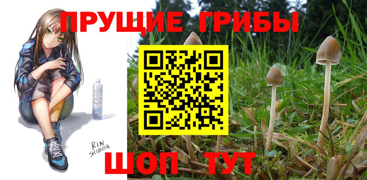Псилоцибиновые грибы Psilocybe Новозыбков